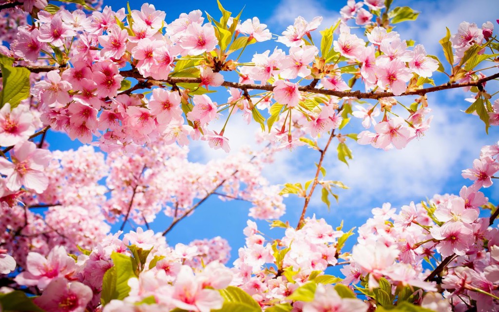 foto-lente-bureaublad-achtergrond-bloemen | Divino wijnimport